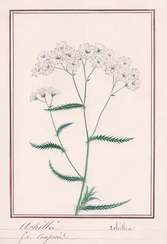 Achillée / Achillea  - Schafgarbe yarrow / Botanik botany / Blume flower / Pflanze plant