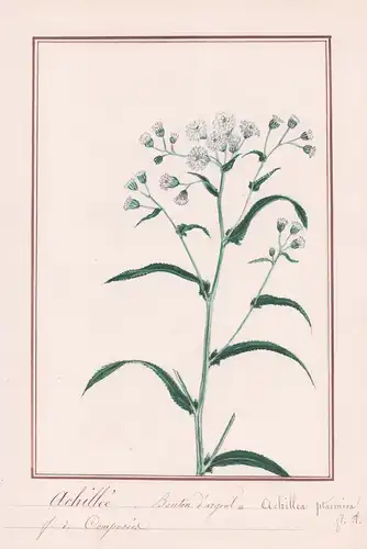 Achillée Bouton d'Argent / Achillea Ptarmica - Schafgarbe yarrow / Botanik botany / Blume flower / Pflanze pla