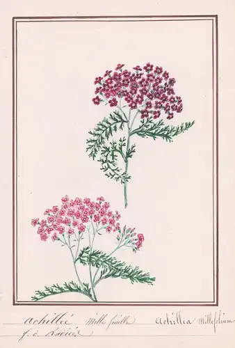 Achillée mille feuille / Achillea millefolium - Schafgarbe yarrow / Botanik botany / Blume flower / Pflanze pl