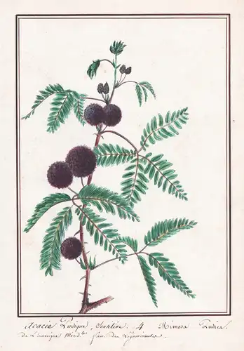 Acacia Pudique sensitive / Mimosa Pudica - South America / Südamerika Amerika / Schamhafte Sinnpflanze / Botan