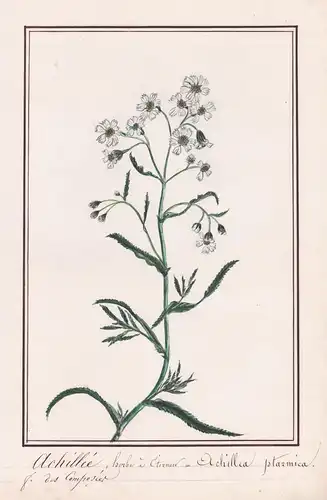 Achillée herbe a Eternuer / Achillea ptarmica - Sumpf-Schafgarbe sneezewort / Botanik botany / Blume flower /