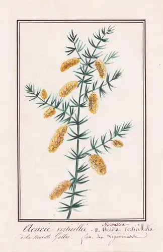Acacie verticillée / Mimosa Acacia verticillata - Australia Australien / Botanik botany / Blume flower / Pflan