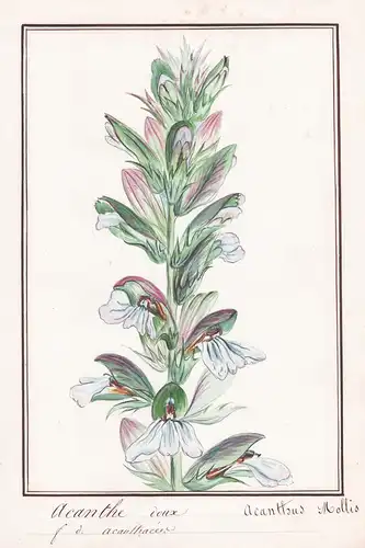 Acanthe doux / Acanthus Mollis - Botanik botany / Blume flower / Pflanze plant