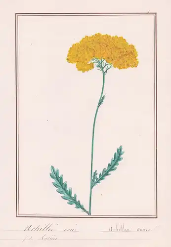 Achillée dorée / Achillea aurea - Teppich-Schafgarbe yarrow / Botanik botany / Blume flower / Pflanze plant
