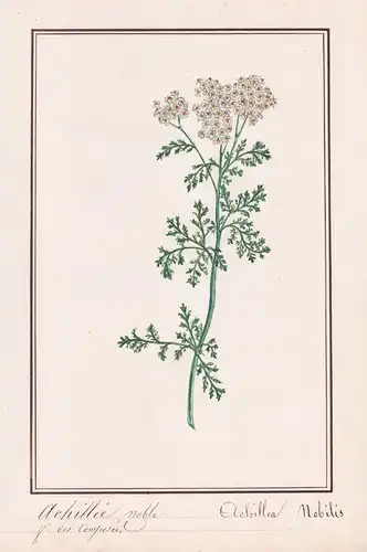 Achillée nobles / Achillea Nobilis - Schafgarbe yarrow / Botanik botany / Blume flower / Pflanze plant