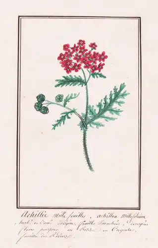 Achillée mille feuilles / Achillea millefolium - Schafgarbe yarrow / Botanik botany / Blume flower / Pflanze p