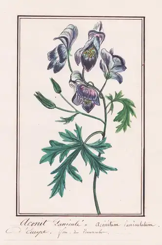 Aconit Paniculé / Aconitum Paniculatum - Eisenhut monkshood aconite / Botanik botany / Blume flower / Pflanze