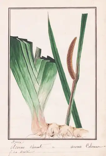 Acorus Odorant / Acorus Calamus - Kalmus / Botanik botany / Blume flower / Pflanze plant