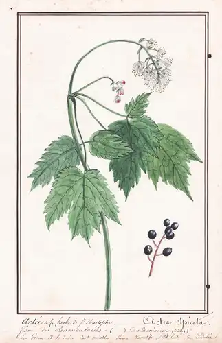 Actée en Epi, herbe de St. Christophe / Actea spicata - Ähriges Christophskraut baneberry / Botanik botany / B