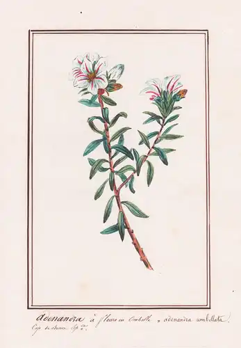 Adenandra a fleurs en Ombelle / Adenandra umbellata - Botanik botany / Blume flower / Pflanze plant