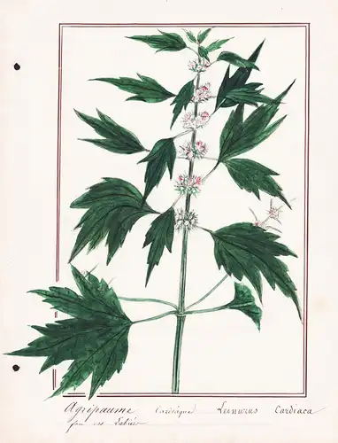 Agripaume Cardiaque / Leonurus Cardiaca - Herzgespann motherwort / Botanik botany / Blume flower / Pflanze pla