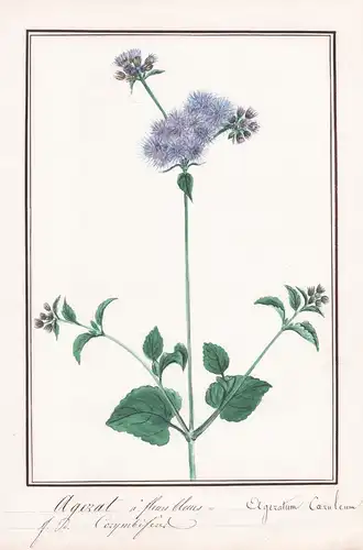 Agerat a fleurs bleues / Ageratum caeruleum  - Botanik botany / Blume flower / Pflanze plant