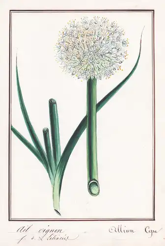 Ail oignon / Allium cepa - Zwiebel onion / Botanik botany / Blume flower / Pflanze plant