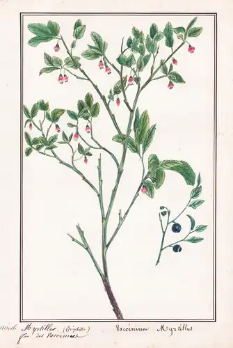 Airelle Myrtille / Vaccinum Myrtillus - Heidelbeere blueberry  / Botanik botany / Blume flower / Pflanze plant