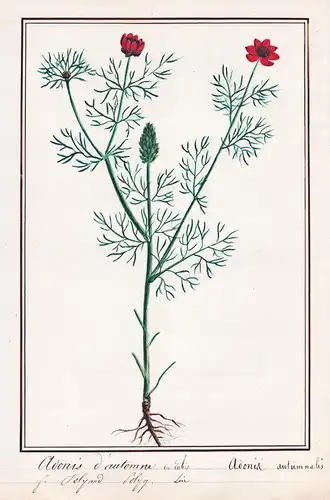 Adonis d'automne en Lubis / Adonis autmnalis - Herbst-Adonisröschen pheasant's-eye / Botanik botany / Blume fl