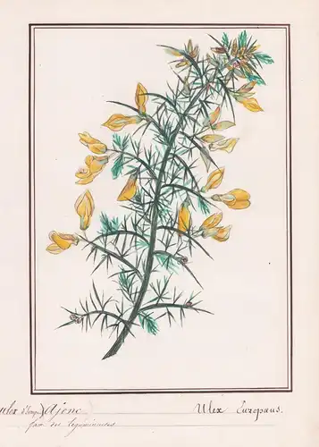 Ajonc / Ulex europaeus - Stechginster gorse / Botanik botany / Blume flower / Pflanze plant