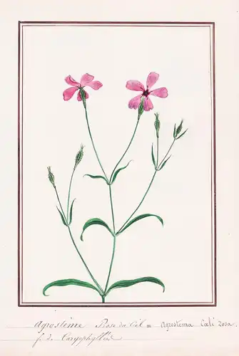 Agrosteme Rose du Ciel = Agrostema Coeli-Rosa - Kornrade corn-cockle / Botanik botany / Blume flower / Pflanze