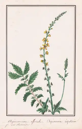 Aigremoine officinale / Agrimonia Eupatoria - Botanik botany / Blume flower / Pflanze plant