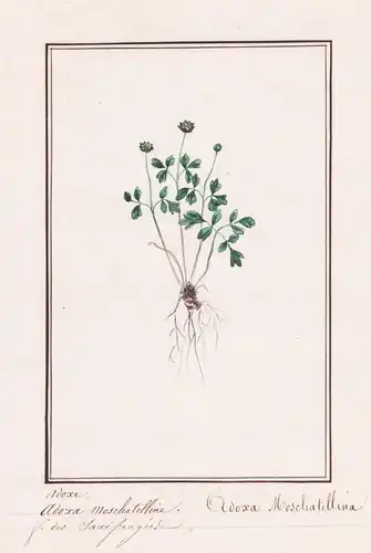 Adoxa Moschatelline / Adoxa Moschatellina - Moschuskraut moschatel / Botanik botany / Blume flower / Pflanze p