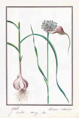 Ail / Allium sativum - Knoblauch garlic / Botanik botany / Blume flower / Pflanze plant