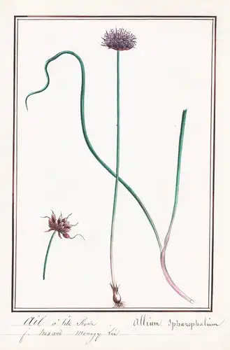 Ail a tete ronde / Allium Sphaerocephalon - Kugelköpfiger Lauch / Botanik botany / Blume flower / Pflanze plan