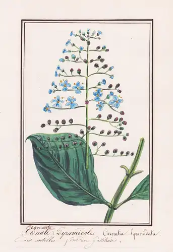 Agnante Cornuti, Pyramidale / Cornutia Pyramidata - Botanik botany / Blume flower / Pflanze plant