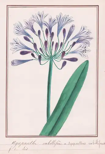 Agapanthe umbellifere / Agapanthus umbelliferus - Schmucklilie / Botanik botany / Blume flower / Pflanze plant