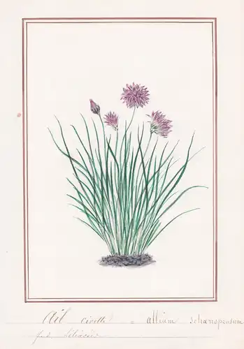 Ail civette / Allium schaeonoprasum - Schnittlauch chives / Botanik botany / Blume flower / Pflanze plant