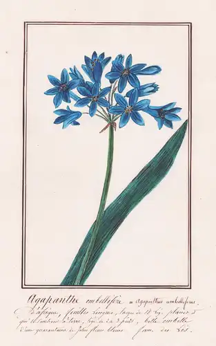 Agapanthe ombellifere / Agapanthus umbelliferus - Schmucklilie / Botanik botany / Blume flower / Pflanze plant