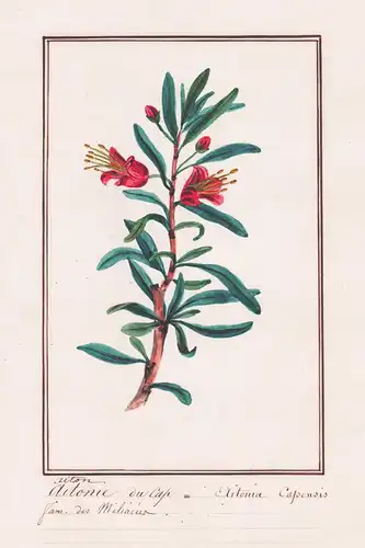 Aitonie du Cap / Aitonia capensis - Nymania capensis South Africa Südafrika / Botanik botany / Blume flower /
