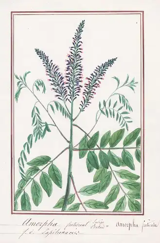 Amorpha frutescent Indigo Batard = Amorpha fruticosa - Bastardindigo desert false indigo / Botanik botany / Bl