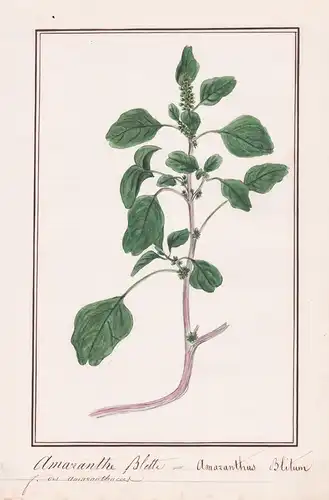 Amarantha Blette = Amaranthus Blitum - Aufsteigender Fuchsschwanz purple amaranth / Botanik botany / Blume flo