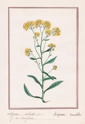 Alysson Corbeille d'or / Alyssum Saxatile - Felsensteinkraut Aurinia saxatilis / Botanik botany / Blume flower