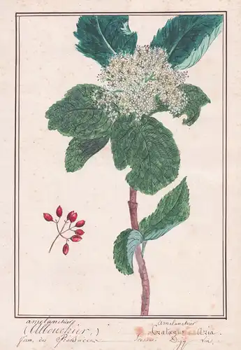 Amelanchier (Allouchier) = Amelanchier Crataegus Aria - Amelanchier Felsenbirnen / Botanik botany / Blume flow