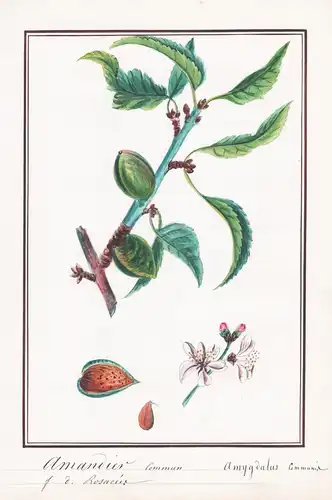 Amandier commun / Amygdalus communis - Mandelbaum Mandeln almond tree / Botanik botany / Blume flower / Pflanz