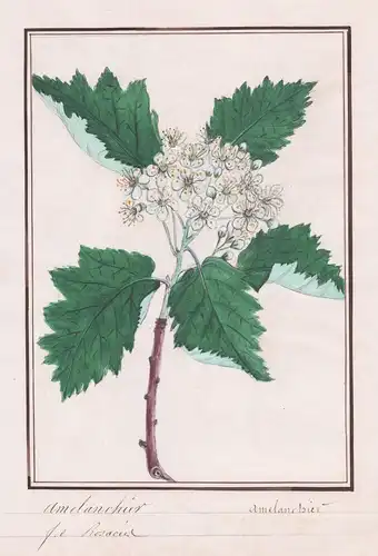 Amelanchier (Allouchier) = Amelanchier Crataegus Aria - Amelanchier Felsenbirnen / Botanik botany / Blume flow