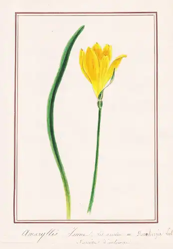 Amaryllis Jaune Lis narcisse = Sternbergia Lutea - Herbst-Goldbecher winter daffodil / Botanik botany / Blume
