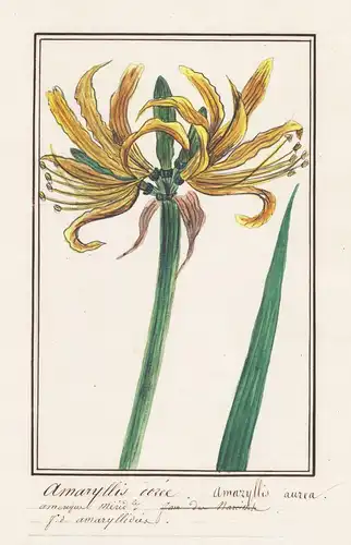 Amaryllis dorée = Amaryllis aurea - Botanik botany / Blume flower / Pflanze plant