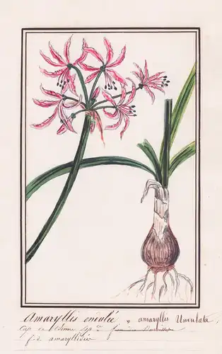 Amaryllis ondulée = Amaryllis Undulata - Botanik botany / Blume flower / Pflanze plant