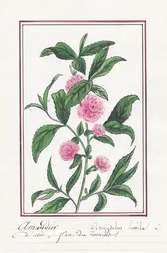 Amandier d'Asie / Amygdalus Pumila - Zwerg-Mandel Prunus tenella / Botanik botany / Blume flower / Pflanze pla