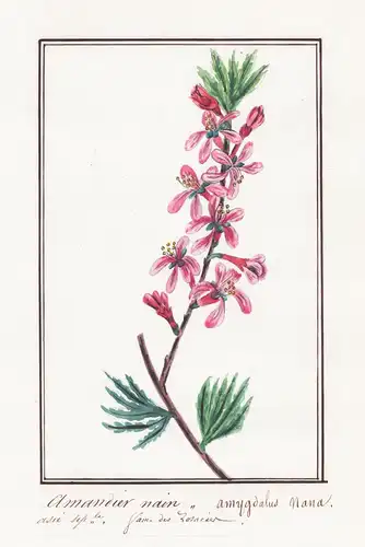 Amandier nain / Amygdalus nana - Zwerg-Mandel dwarf Russian almond Prunus tenella / Botanik botany / Blume flo