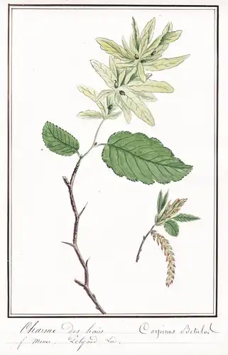 Charme des haie / Carpinus Betulus - Hainbuche hornbeam / Baum tree / Botanik botany / Blume flower / Pflanze