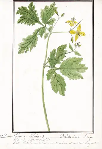 Chelidoine (Grande Eclaire) / Chelidonium Majus - Schöllkraut greater celandine / Botanik botany / Blume flowe