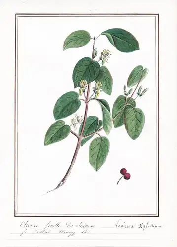 Chevre feuille des Buissons / Lonicera xylosteum - Botanik botany / Blume flower / Pflanze plant