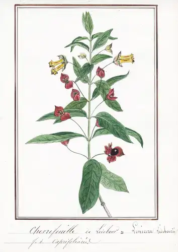 Chevrefeuille de Ledebour = Lonicera Ledebourii - Botanik botany / Blume flower / Pflanze plant