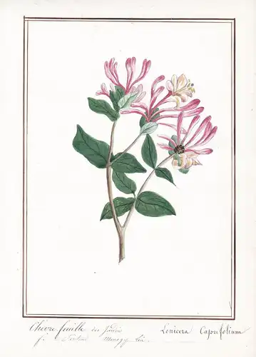 Chevre feuille des Jardins / Lonicera caprifolium - Heckenkirschen / Botanik botany / Blume flower / Pflanze p
