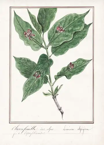 Chevrefeuille des Alpes / Lonicera alpigena - Botanik botany / Blume flower / Pflanze plant