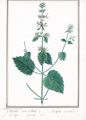 Chataire commune (Herbe aux Chats) / Nepeta Cataria - Katzenminze Catnip / Botanik botany / Blume flower / Pfl