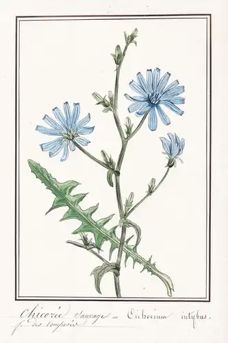 Chicorée Sauvage = Cichorium intybus - Wegwarte chicory / Botanik botany / Blume flower / Pflanze plant