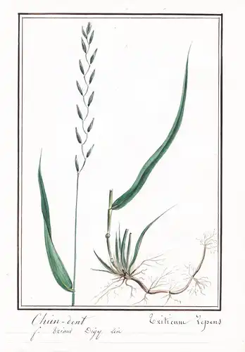 Chien-dent = Criticum Lepens - Botanik botany / Blume flower / Pflanze plant